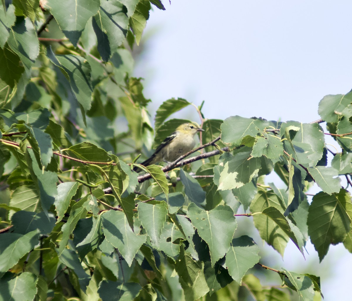 Bay-breasted Warbler - ML622111673