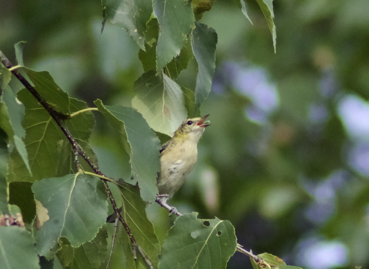 Bay-breasted Warbler - ML622111674