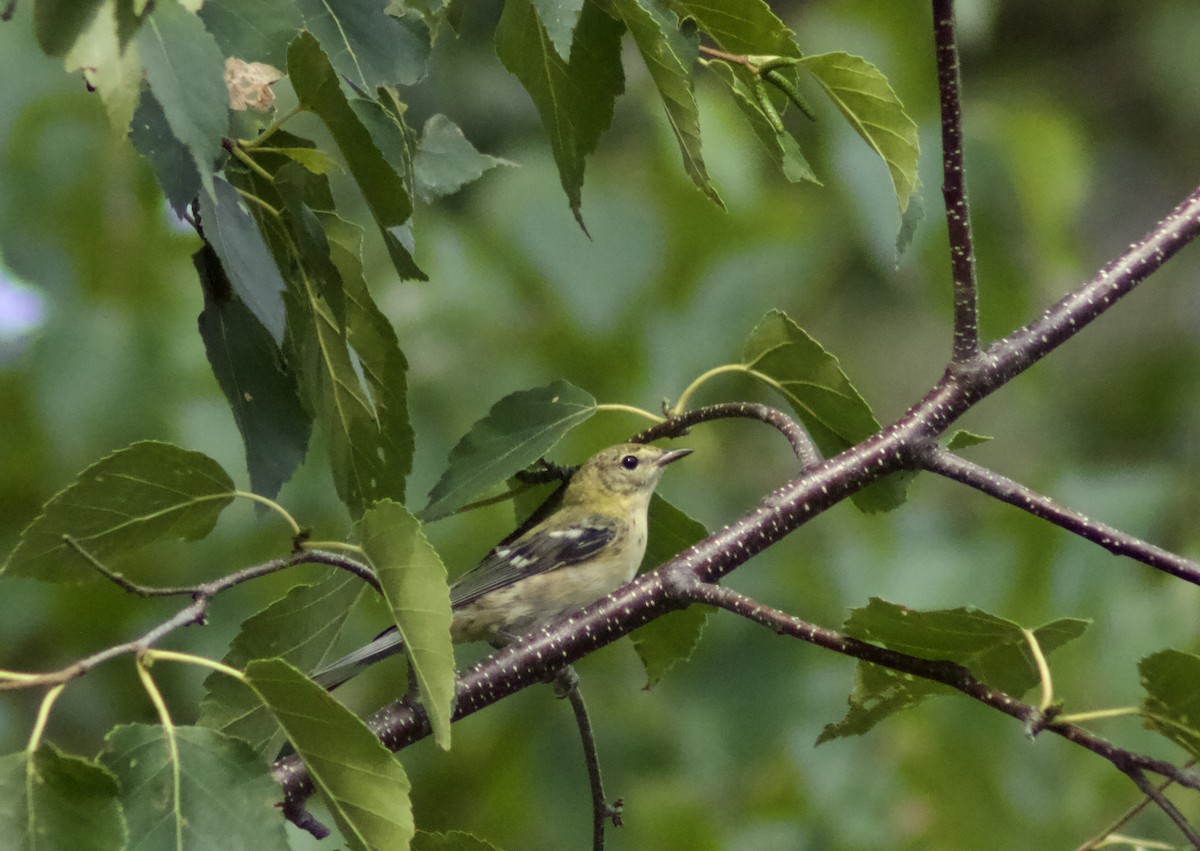 Bay-breasted Warbler - ML622111675