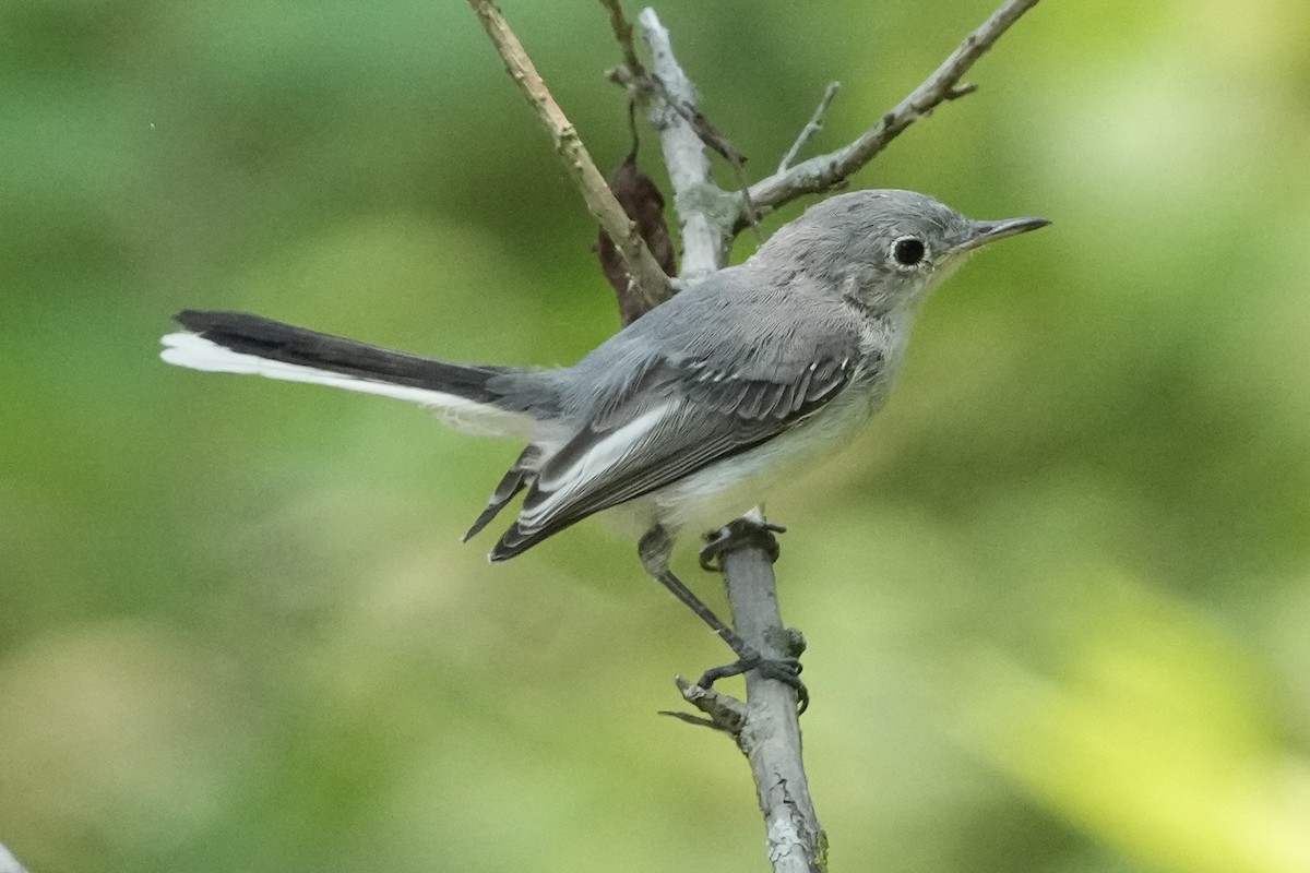 Blue-gray Gnatcatcher - ML622111676