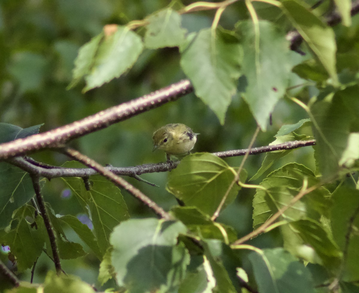 Bay-breasted Warbler - ML622111677