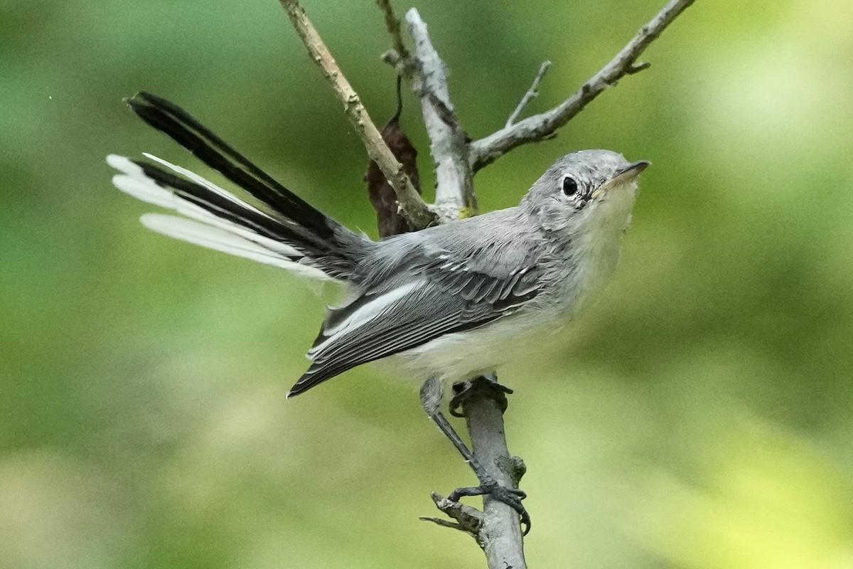 Blue-gray Gnatcatcher - ML622111678