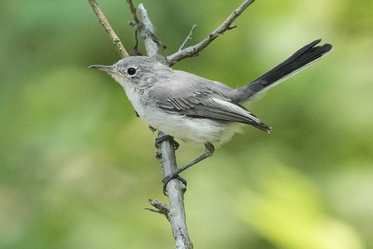 Blue-gray Gnatcatcher - ML622111679