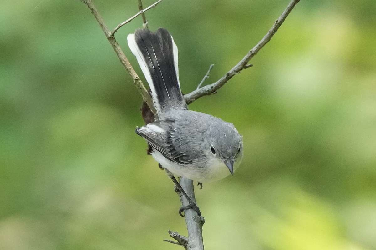 Blue-gray Gnatcatcher - ML622111680