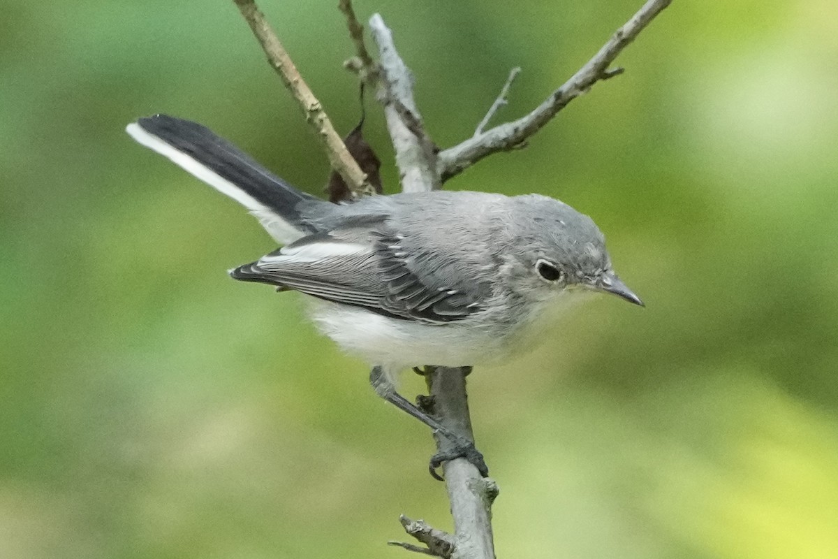 Blue-gray Gnatcatcher - ML622111681