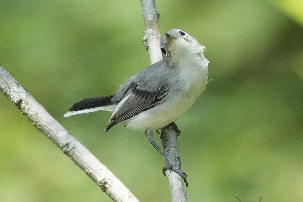 Blue-gray Gnatcatcher - ML622111682