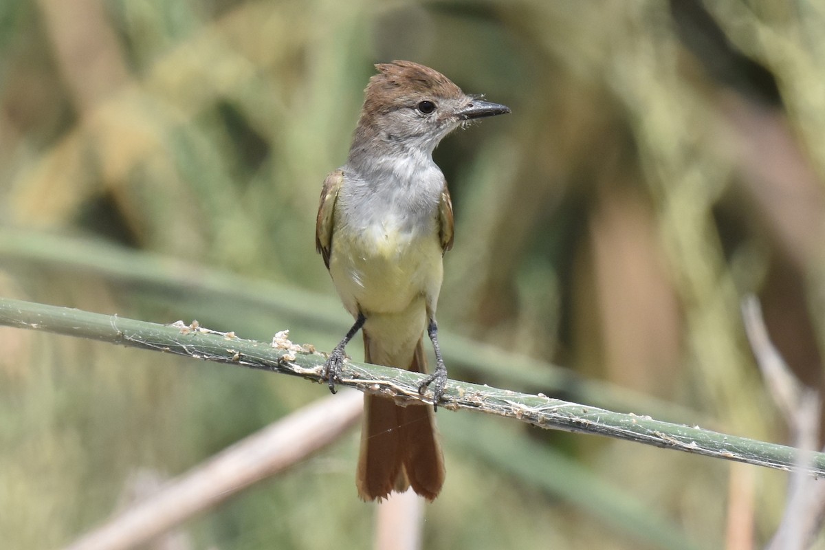 Ash-throated Flycatcher - ML622111685