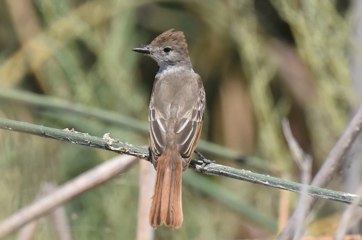 Ash-throated Flycatcher - ML622111686