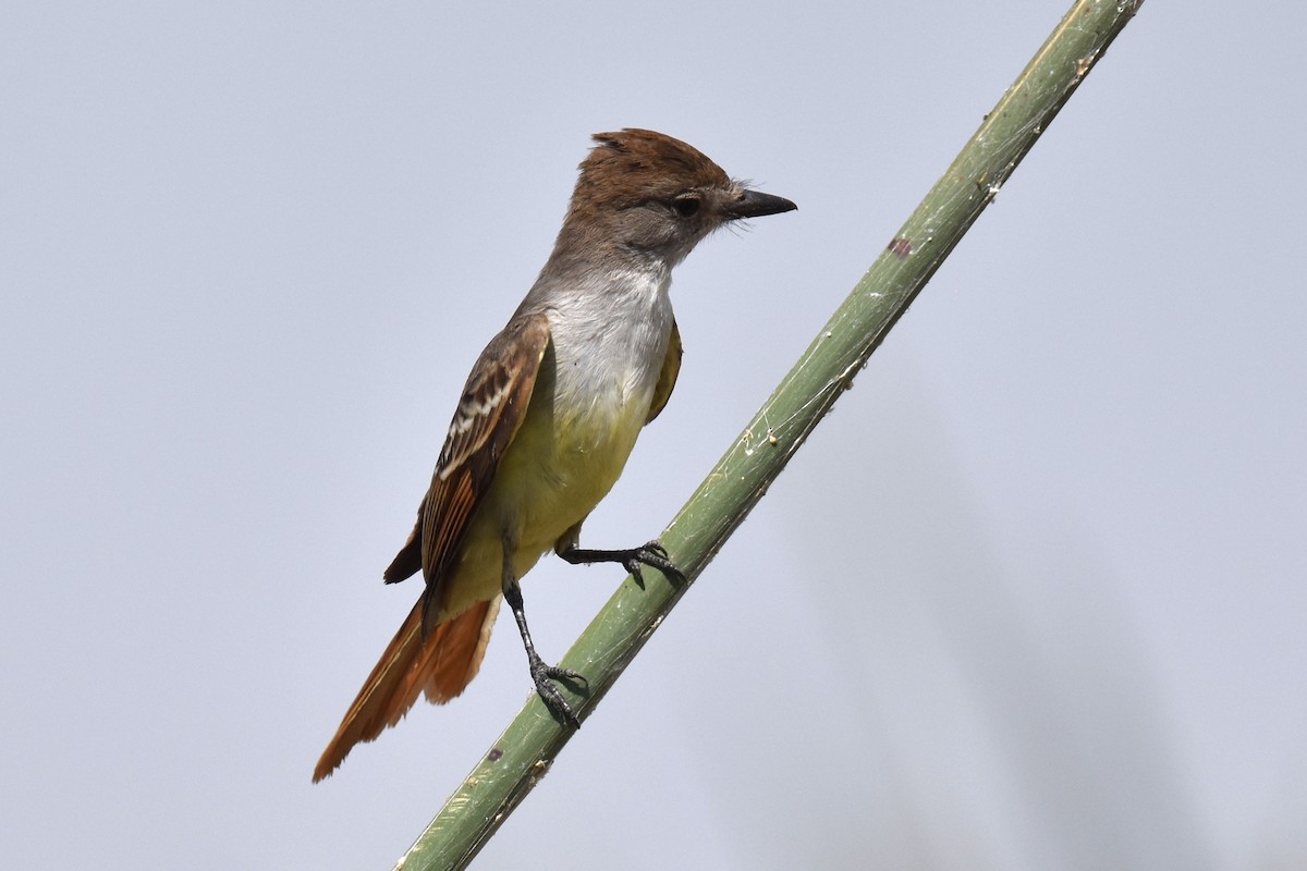 Ash-throated Flycatcher - ML622111687