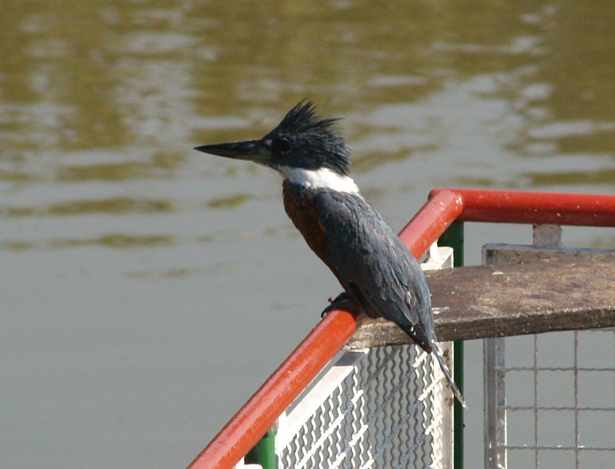 Ringed Kingfisher - ML622111688