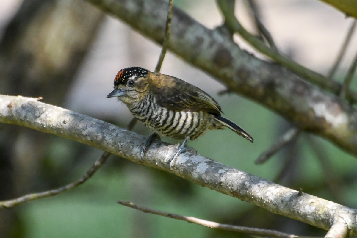 Ochre-collared Piculet - ML622111689