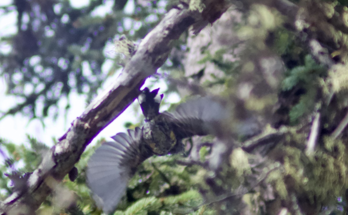 Yellow-rumped Warbler - ML622111691