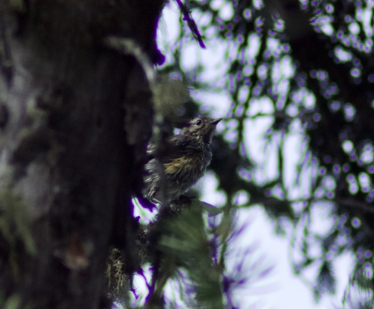 Yellow-rumped Warbler - ML622111692