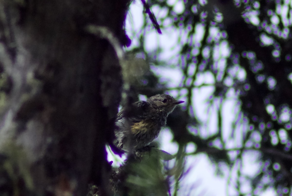 Yellow-rumped Warbler - ML622111693