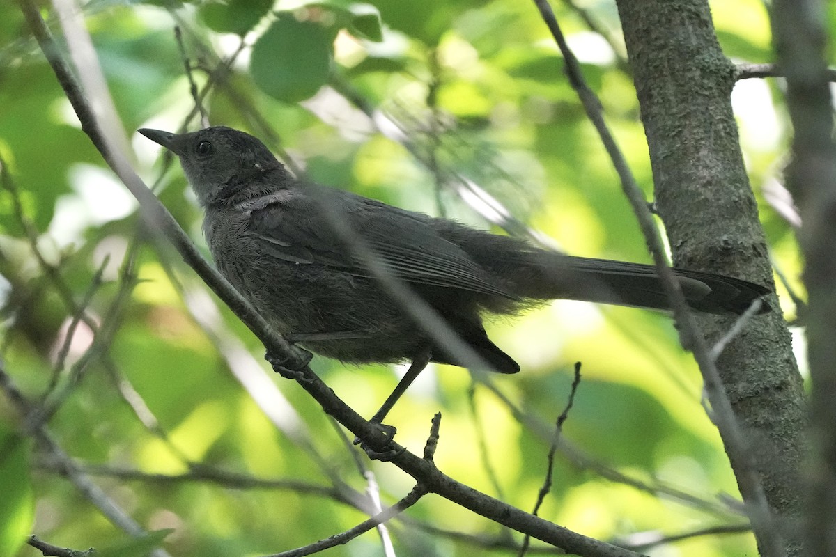 Gray Catbird - ML622111697