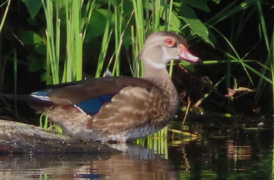 Wood Duck - ML622111698