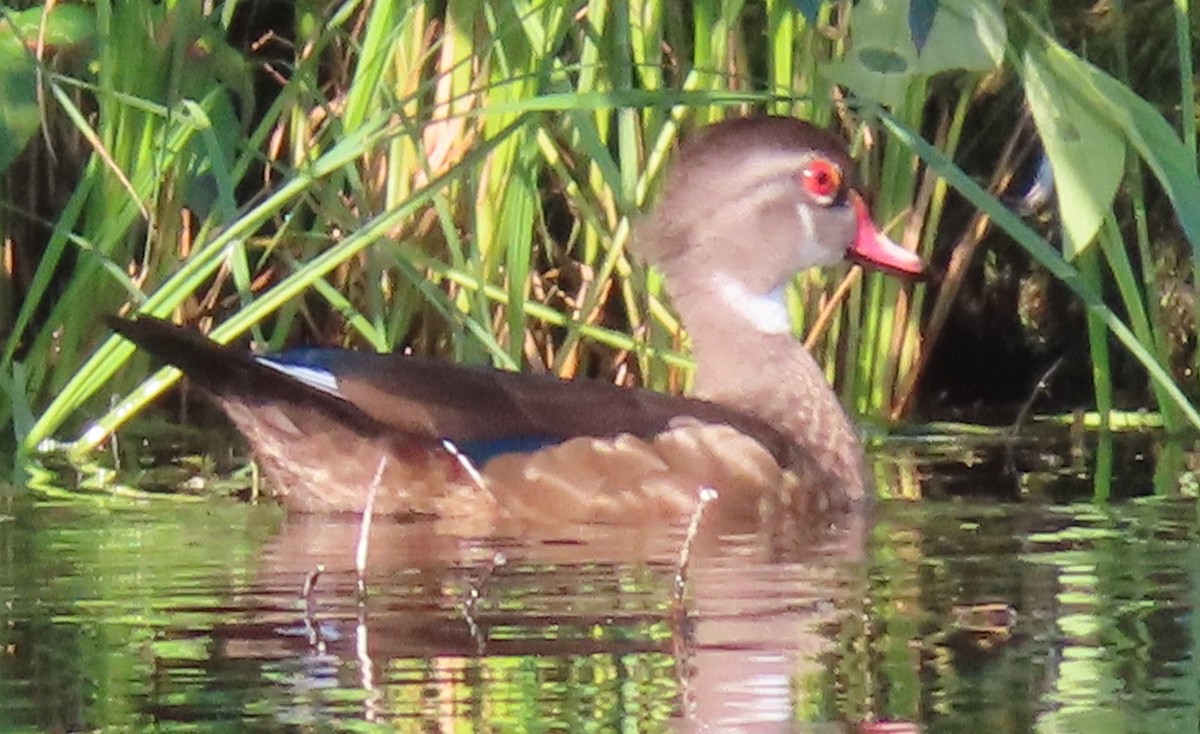 Wood Duck - ML622111699