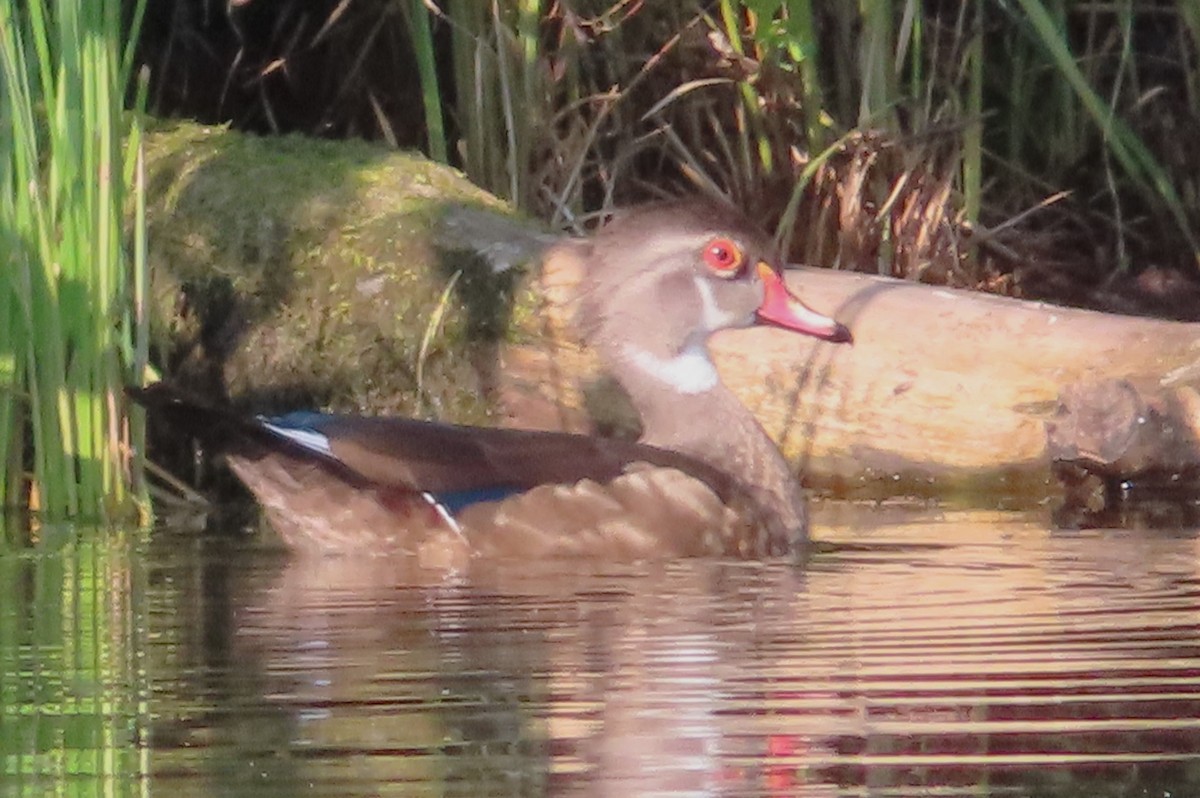 Wood Duck - ML622111700