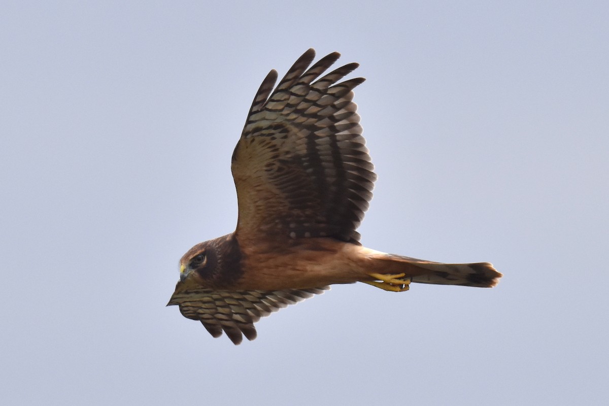 Northern Harrier - Naresh Satyan