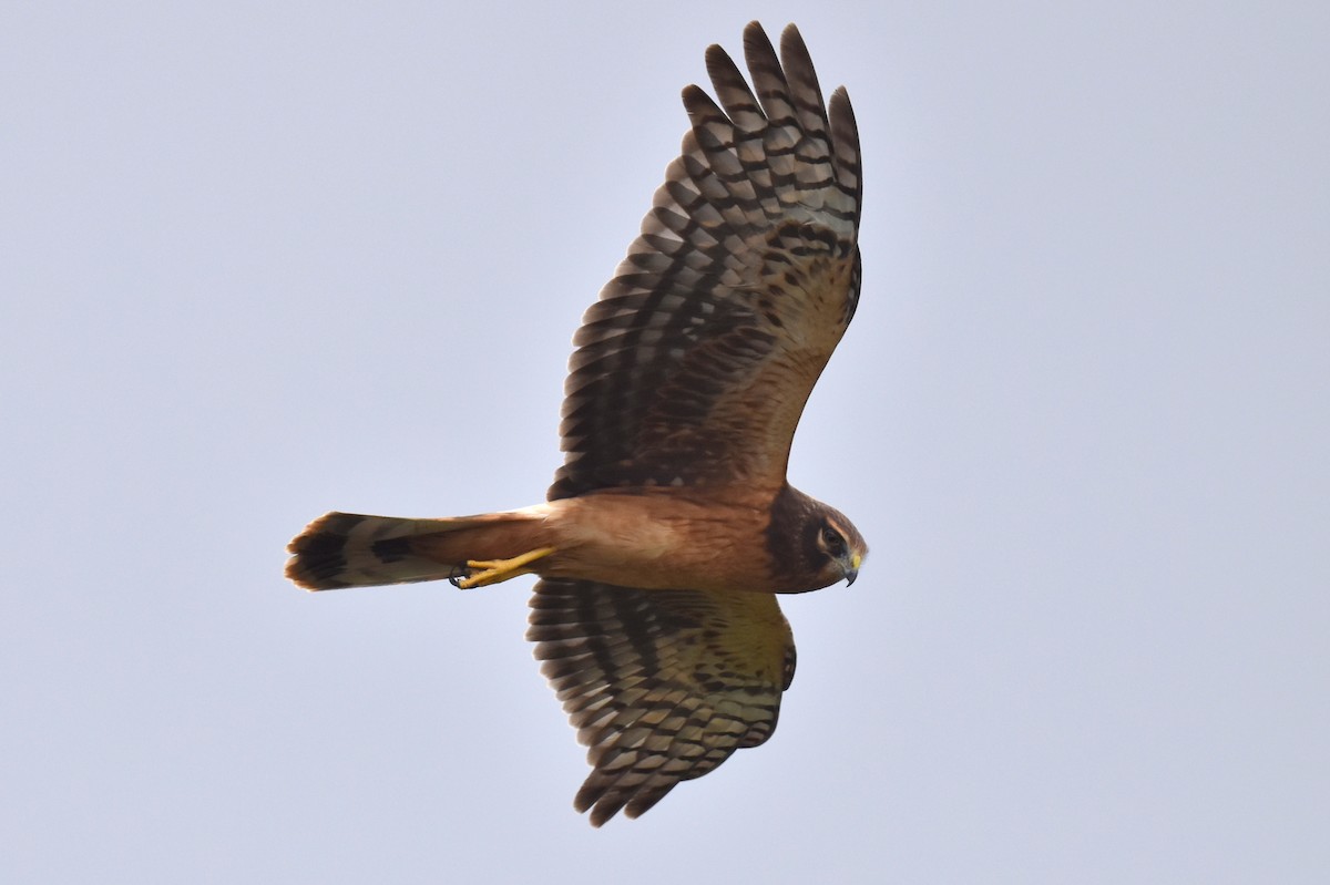 Northern Harrier - Naresh Satyan