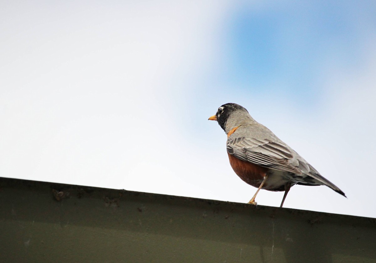 American Robin - Jackson Ceedub