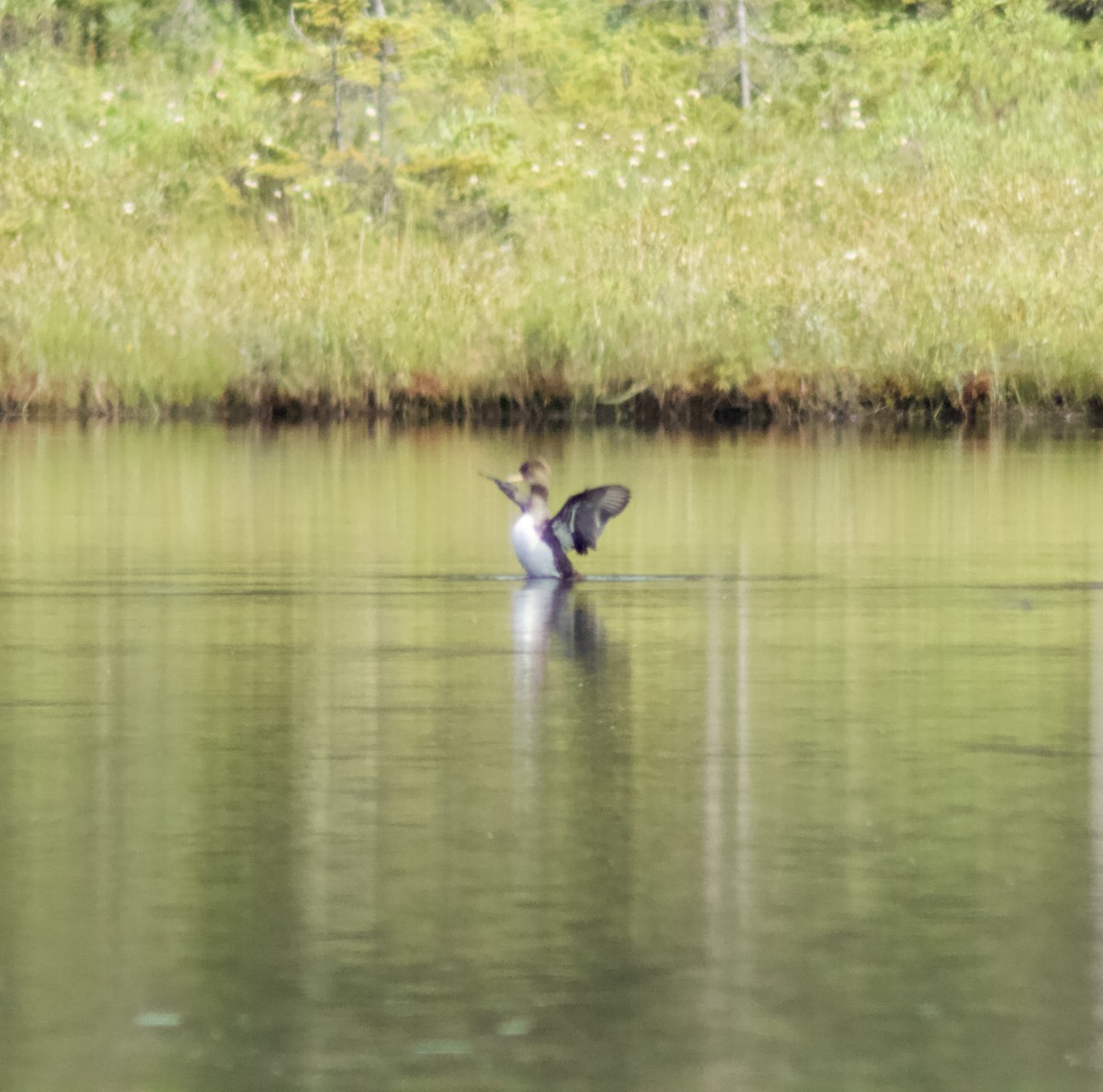 Hooded Merganser - Zakary L’Abbé-Larivière