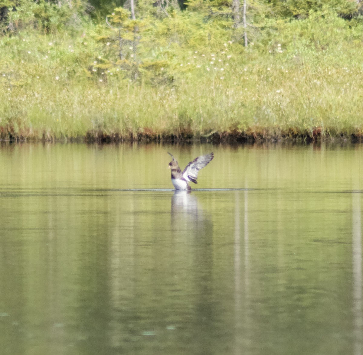 Hooded Merganser - Zakary L’Abbé-Larivière