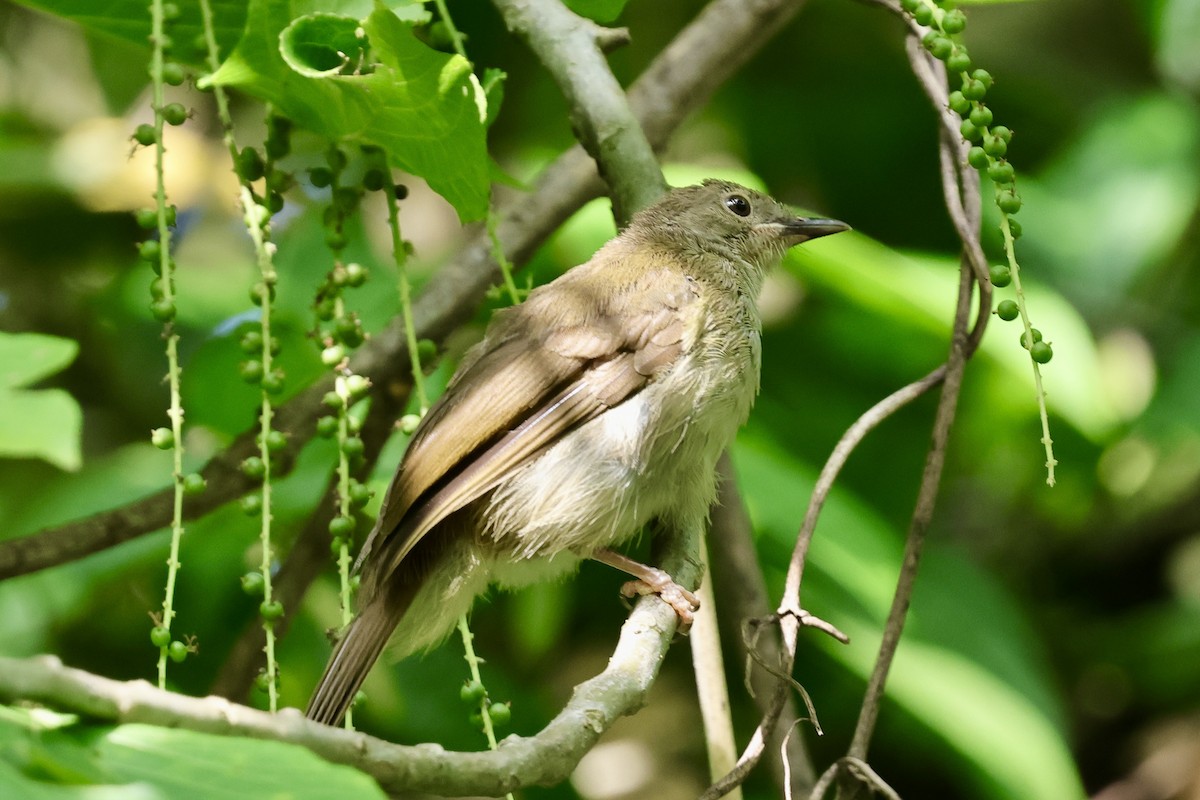 Spectacled Bulbul - Anonymous