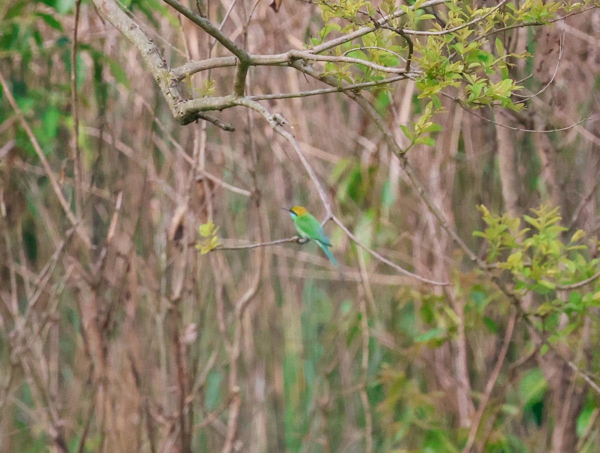 Asian Green Bee-eater - Peter Crosson