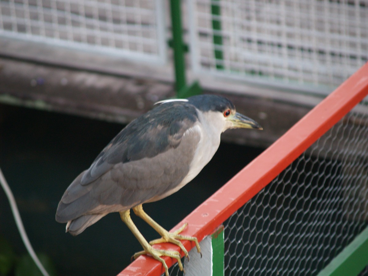 Black-crowned Night Heron - ML622111816