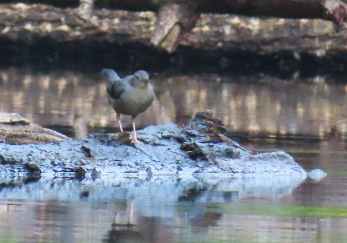 American Dipper - ML622111861