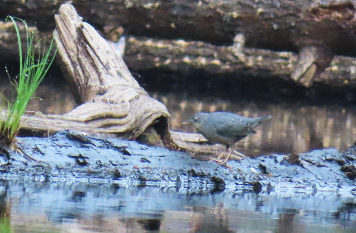 American Dipper - ML622111862