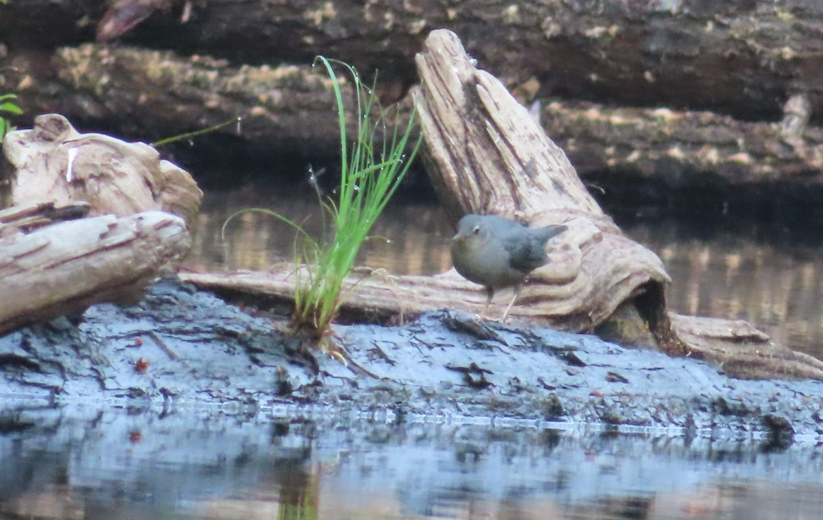 American Dipper - ML622111863