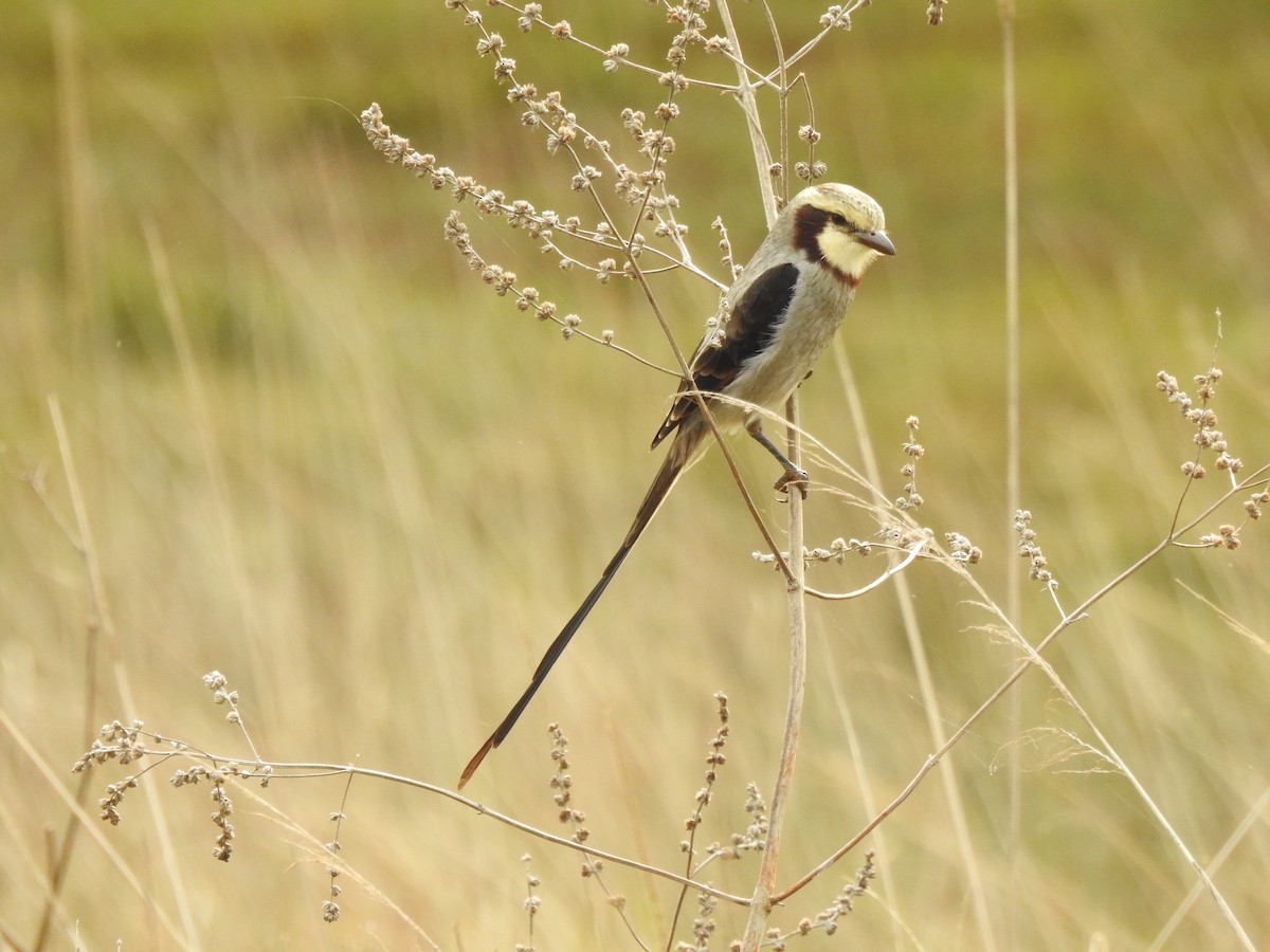 Streamer-tailed Tyrant - ML622111865