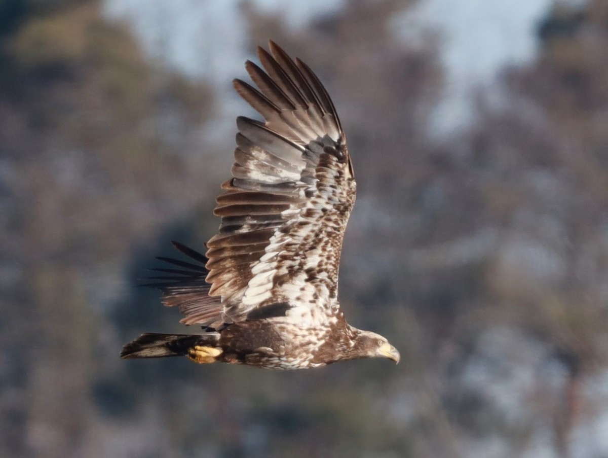 Bald Eagle - Josh Yoder