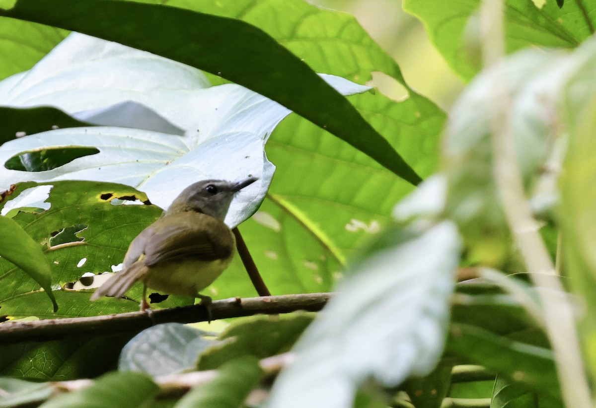 Yellow-bellied Warbler - ML622111870