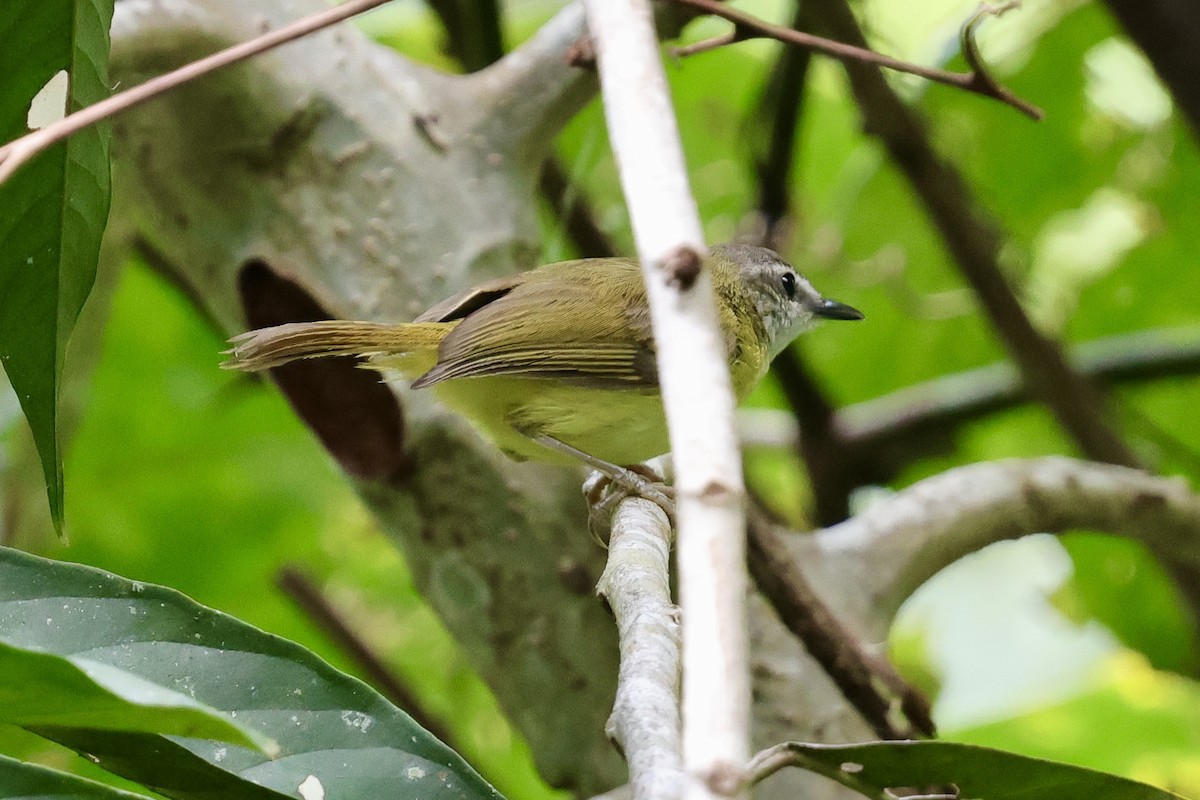 Yellow-bellied Warbler - ML622111871