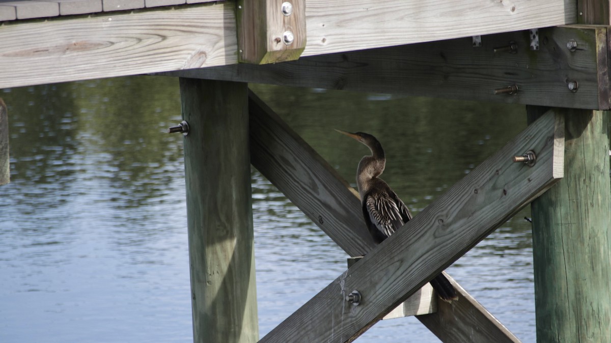 anhinga americká - ML622111874