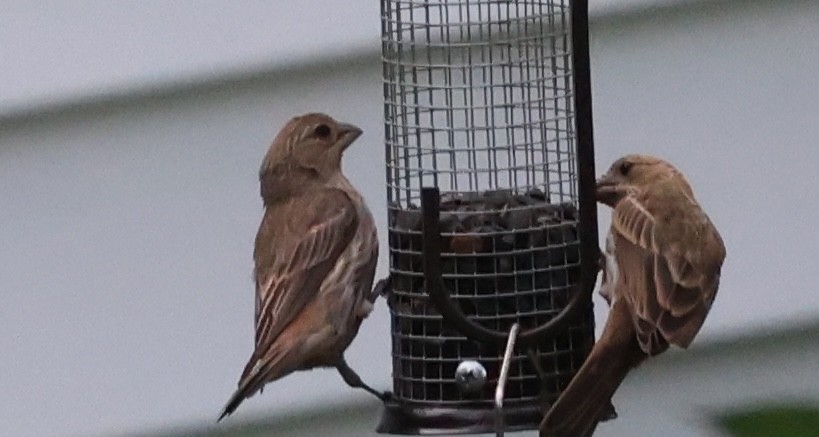 House Finch - ML622111886