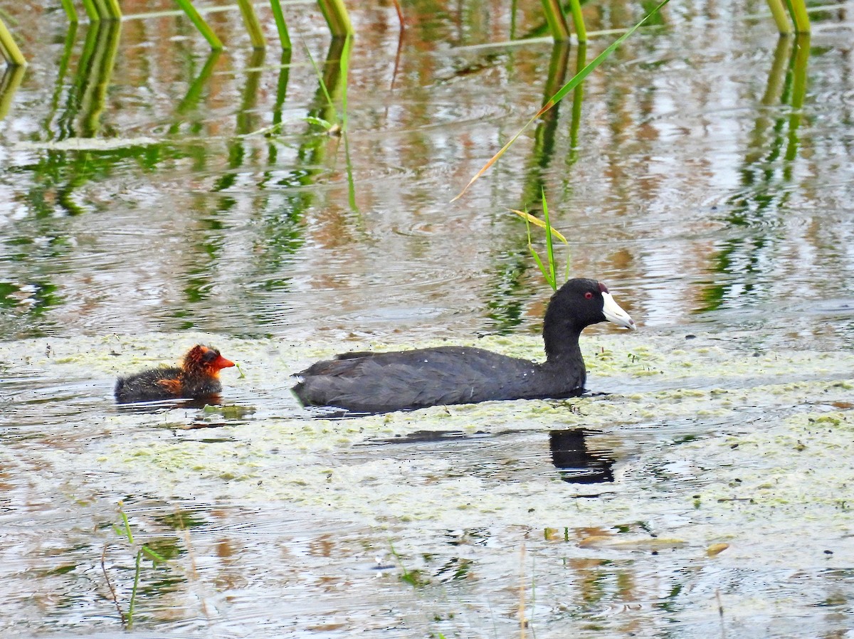 American Coot - ML622111891