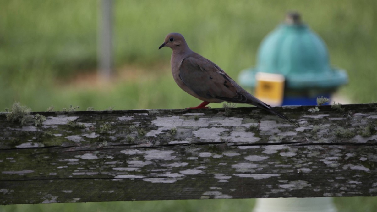 Mourning Dove - ML622111907