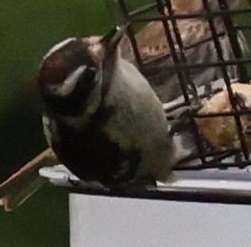 Downy Woodpecker - ML622111940
