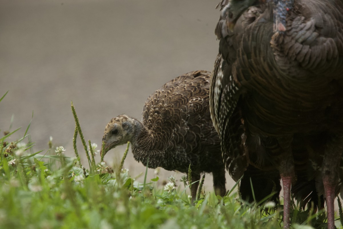 Wild Turkey - ML622111956