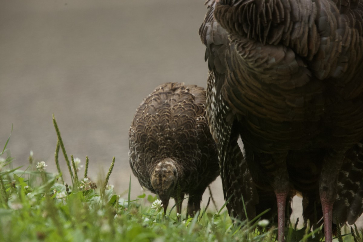 Wild Turkey - ML622111957