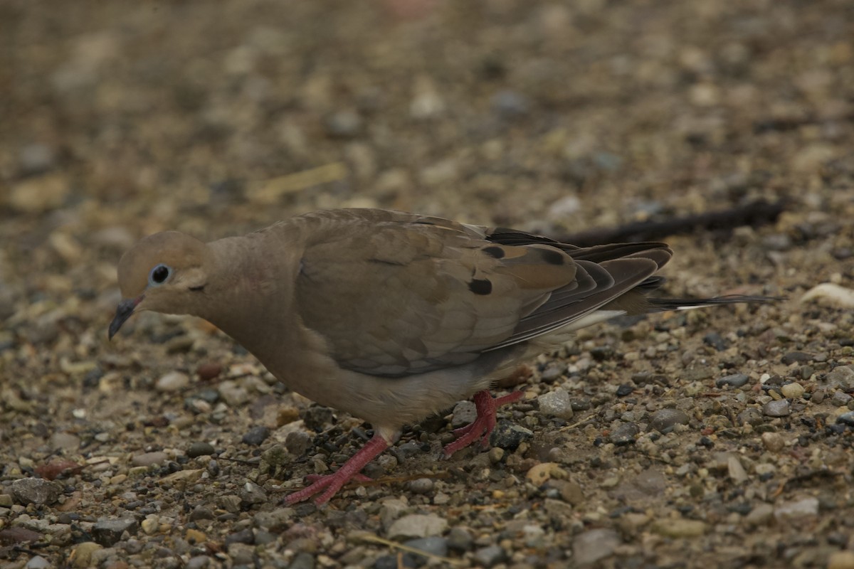 Mourning Dove - ML622111965