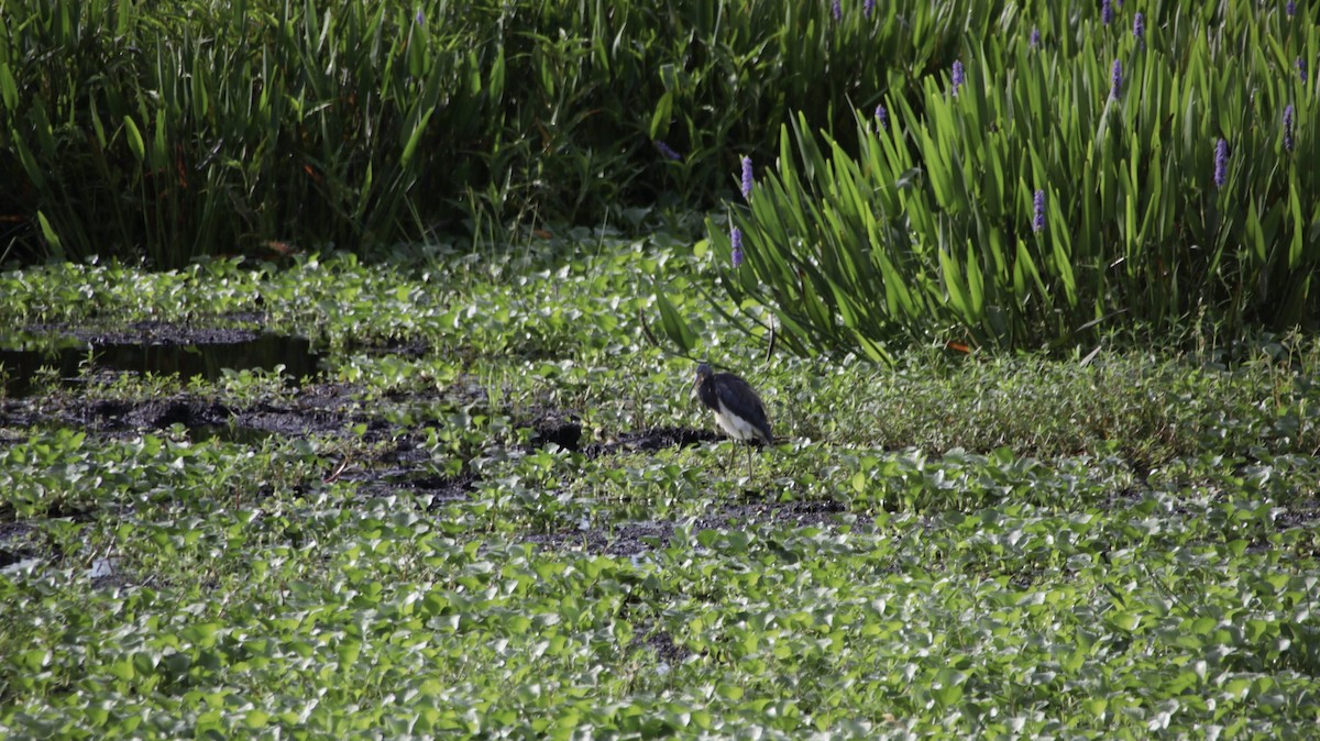 Tricolored Heron - ML622111991