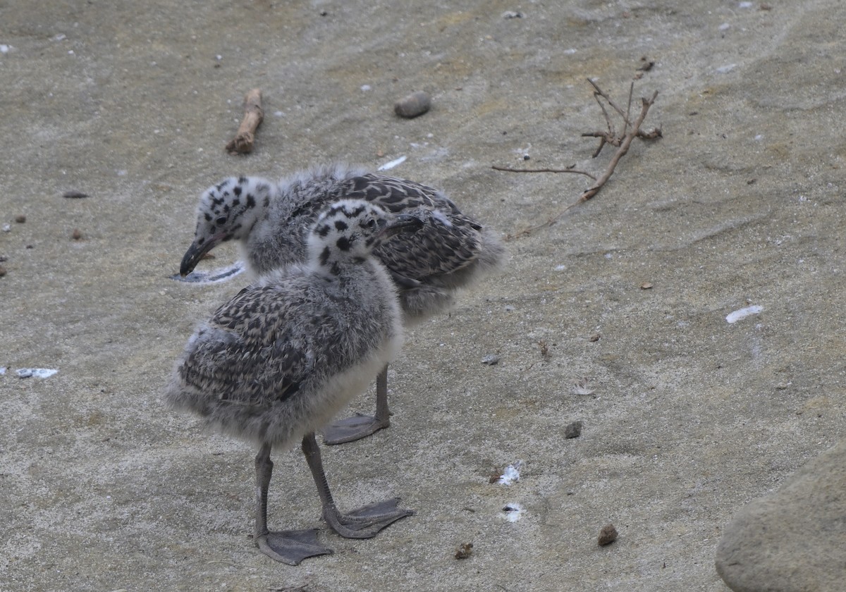 Western Gull - ML622112002