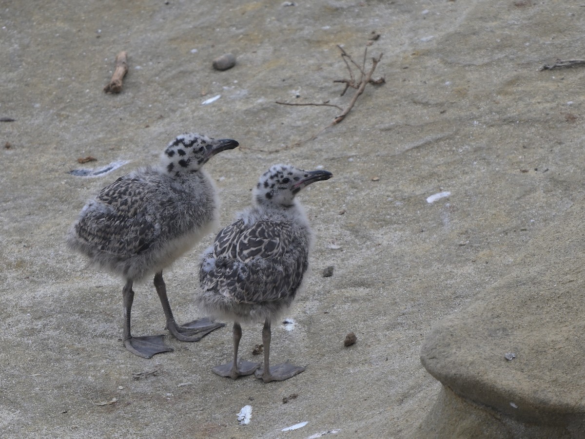 Western Gull - ML622112004