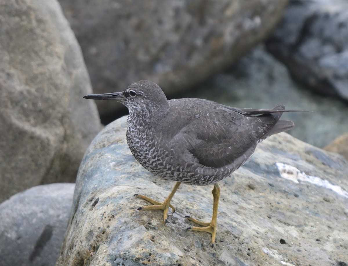 Wandering Tattler - ML622112009