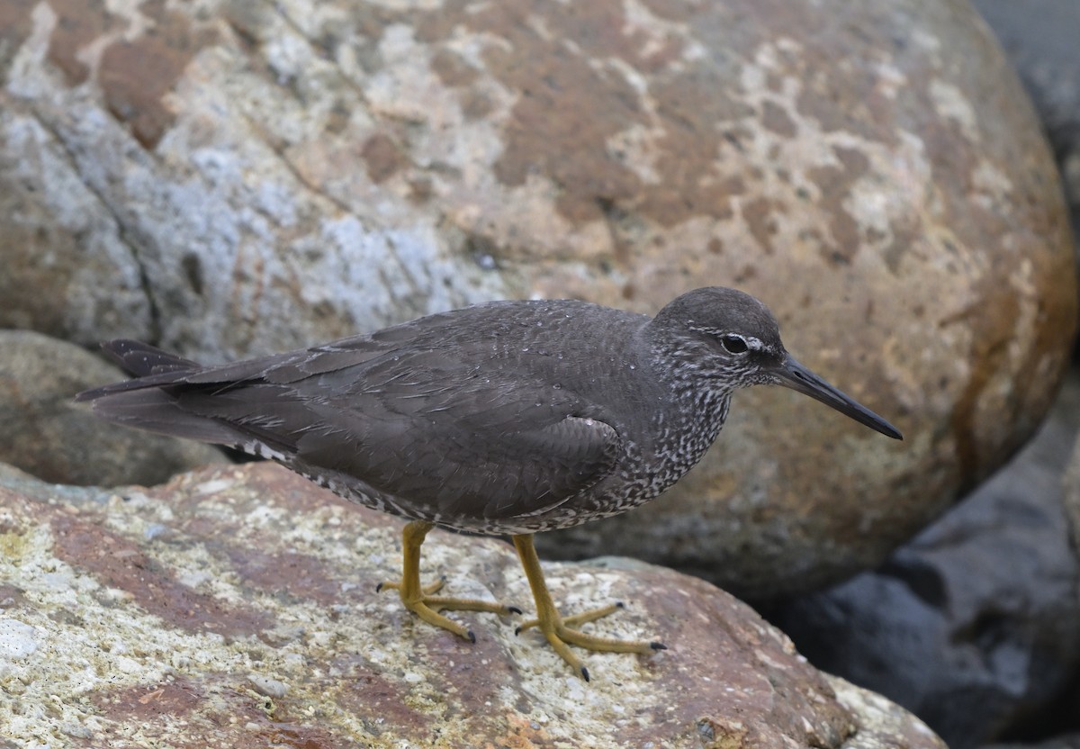 Wandering Tattler - ML622112010